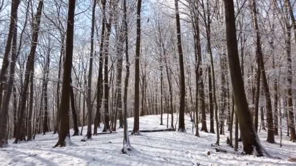 Гілки Сніжного Дерева Лісі — стокове відео