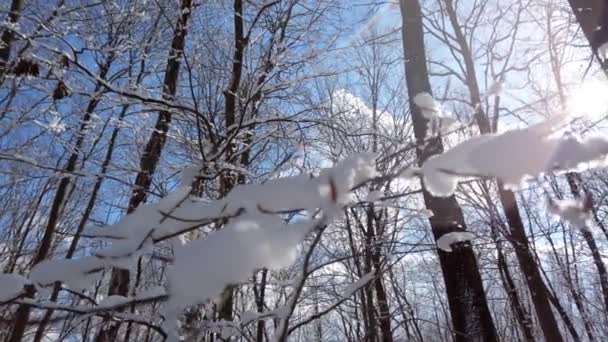 Ramos Árvores Nevadas Floresta — Vídeo de Stock