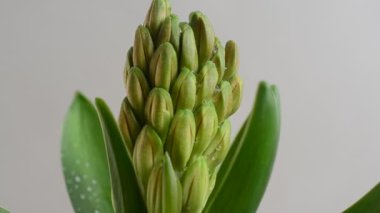 Sümbül çiçeği. Hareket halinde çekim.