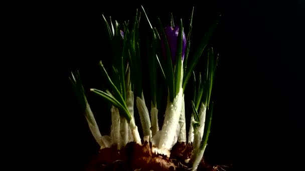 Crocus Bloemen Een Zwarte Achtergrond Vallende Druppels Water Bloemen — Stockvideo