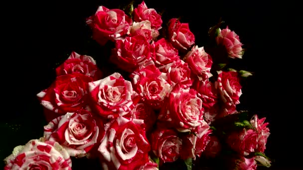 Розы Черном Фоне Падающие Капли Воды Цветы — стоковое видео