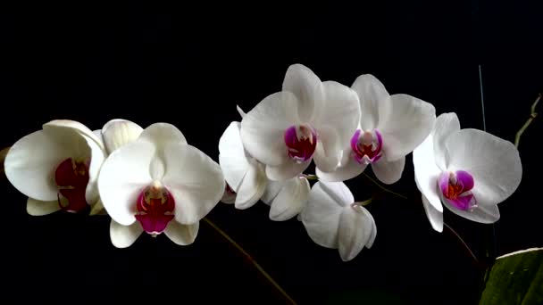 Orchidaceae Vit Orkidé Svart Bakgrund Fallande Droppar Vatten Blommor — Stockvideo