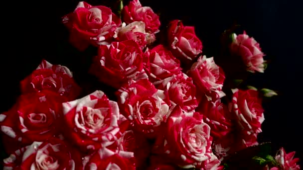 Roses Black Background Falling Drops Water Flowers — Stock Video
