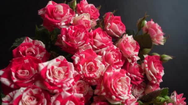 Růže Černém Pozadí Padající Kapky Vody Květiny — Stock video