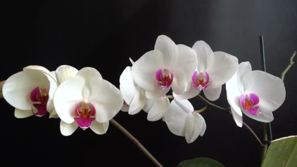 Орхидные Белая Орхидея Черном Фоне Падающие Капли Воды Цветы — стоковое видео