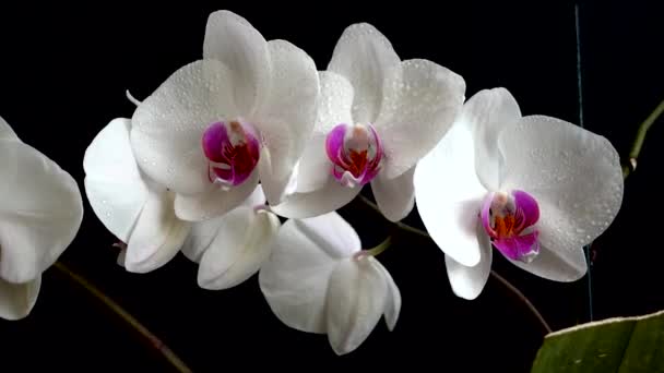 Orchidaceae Orquídea Branca Fundo Preto Queda Gotas Água Flores — Vídeo de Stock