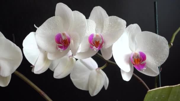 Orchidaceae Orquídea Blanca Fondo Negro Caída Gotas Agua Las Flores — Vídeo de stock