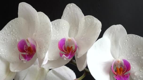 ラン科 Orchidacea 黒い背景の白い蘭 花に水が落ちる — ストック動画