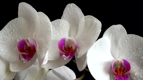 Orchidaceae, weiße Orchidee vor schwarzem Hintergrund. Fallende Wassertropfen auf Blumen.