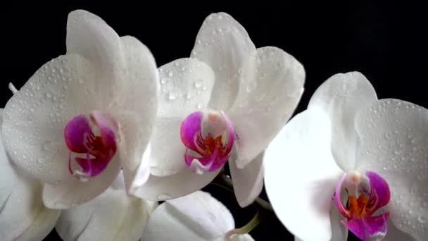 Orchidaceae Orquídea Blanca Fondo Negro Caída Gotas Agua Las Flores — Vídeos de Stock