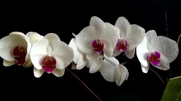 ラン科 Orchidacea 黒い背景の白い蘭 花に水が落ちる — ストック動画