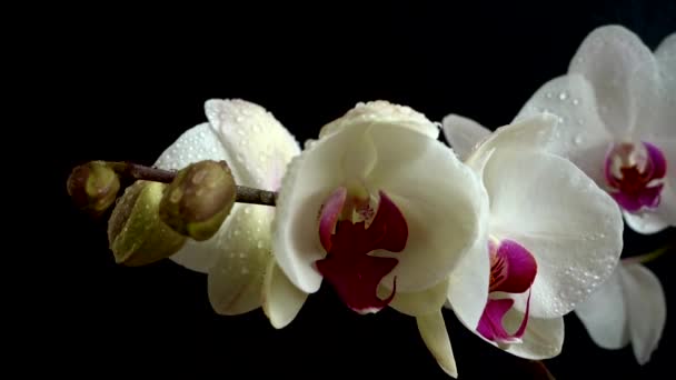 Orchidaceae Orquídea Blanca Fondo Negro Caída Gotas Agua Las Flores — Vídeos de Stock