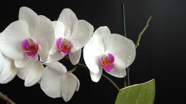 Orchidaceae Біла Орхідея Чорному Тлі Падіння Крапель Води Квіти — стокове відео