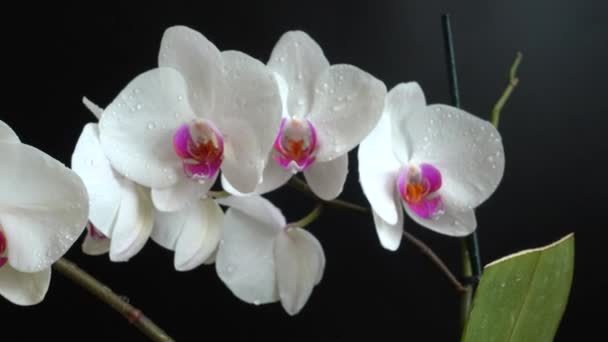 Orchidaceae Orquídea Blanca Fondo Negro Caída Gotas Agua Las Flores — Vídeos de Stock