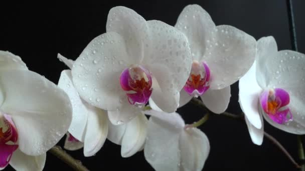 Orchidaceae Bílá Orchidej Černém Pozadí Padající Kapky Vody Květiny — Stock video
