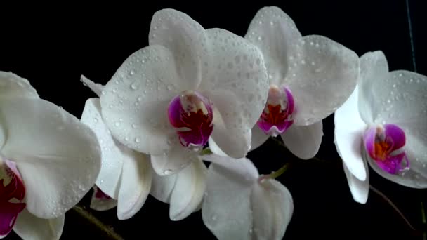 Orchidaceae Orquídea Blanca Fondo Negro Caída Gotas Agua Las Flores — Vídeos de Stock
