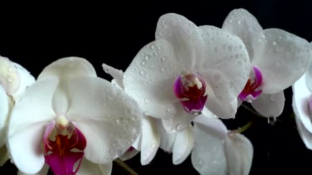 Orchidaceae Orquídea Blanca Fondo Negro Caída Gotas Agua Las Flores — Vídeos de Stock