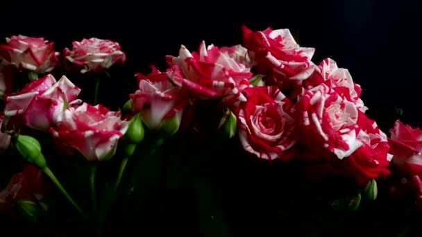 Rosas Sobre Fondo Negro Caída Gotas Agua Las Flores — Vídeo de stock