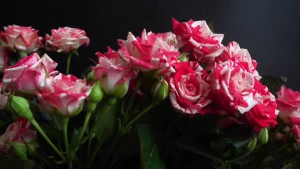 Roses Black Background Falling Drops Water Flowers — Stock Video