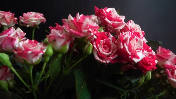 Roses Sur Fond Noir Chute Des Gouttes Eau Sur Les — Video