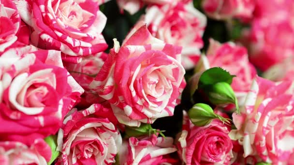 Roses Sur Fond Noir Chute Des Gouttes Eau Sur Les — Video
