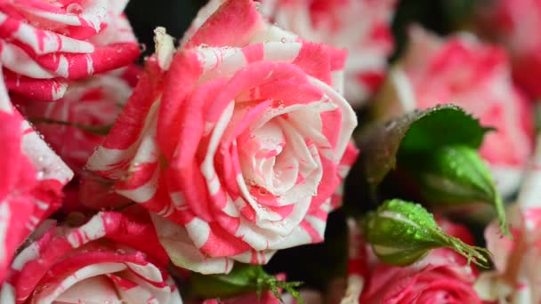Розы Черном Фоне Падающие Капли Воды Цветы — стоковое видео