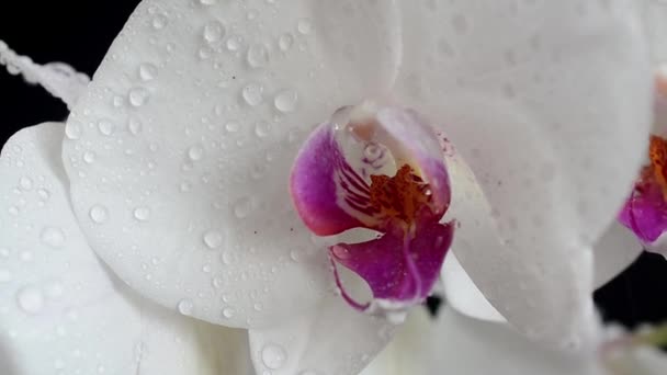 Orchidaceae Weiße Orchidee Vor Schwarzem Hintergrund Fallende Wassertropfen Auf Blumen — Stockvideo