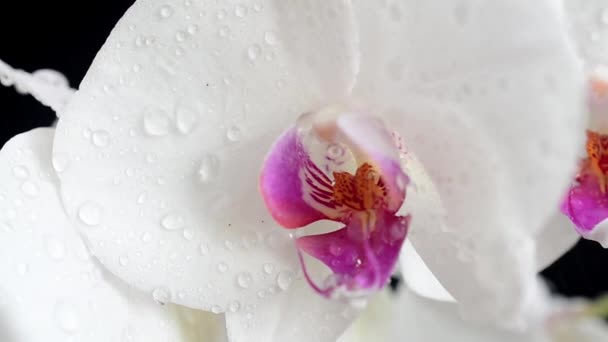 Orchidaceae Weiße Orchidee Vor Schwarzem Hintergrund Fallende Wassertropfen Auf Blumen — Stockvideo