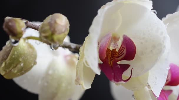 Orchidaceae Weiße Orchidee Vor Schwarzem Hintergrund Fallende Wassertropfen Auf Blumen — Stockvideo