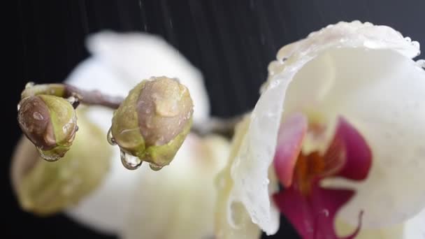Orchidaceae วยไม ขาวในพ นหล หยดน าตกลงบนดอกไม — วีดีโอสต็อก