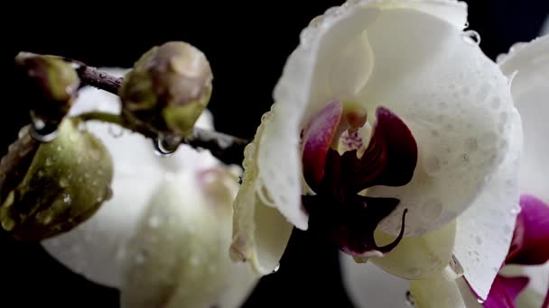 ラン科 Orchidacea 黒い背景の白い蘭 花に水が落ちる — ストック動画