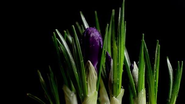 Krokus Blommor Svart Bakgrund Fallande Droppar Vatten Blommor — Stockvideo