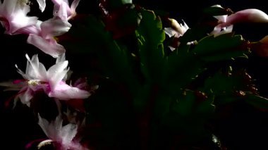 Schlumbergera truncata. Zygocactus. Siyah arkaplanda film çekiliyor.
