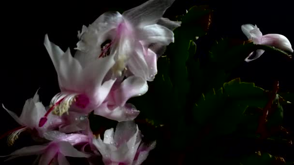 Schlumbergera Truncata Zygocactus Filmación Sobre Fondo Negro — Vídeo de stock