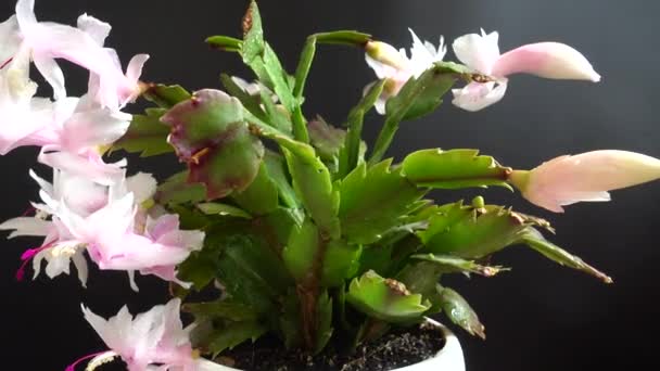 Truncata Schlumbergera Zygokaktus Nagrywanie Czarnym Tle — Wideo stockowe