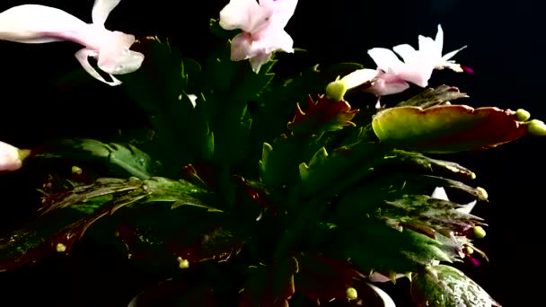 Schlumbergera Truncata Zygocactus Filming Black Background — Stockvideo