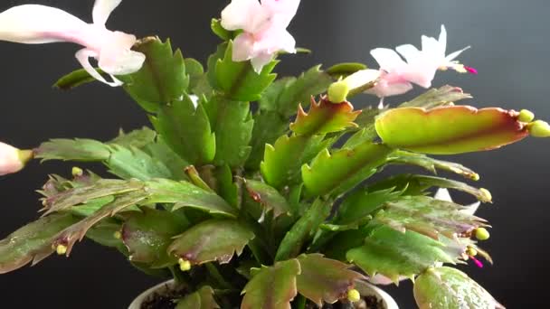 Schlumbergera Truncata Zygocactus 在黑色背景上拍摄 — 图库视频影像