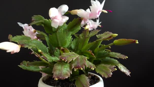 Truncata Schlumbergera Zygokaktus Nagrywanie Czarnym Tle — Wideo stockowe