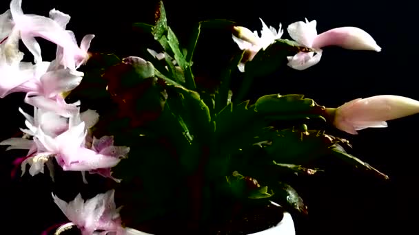 Schlumbergera Truncata Zygocactus 在黑色背景上拍摄 — 图库视频影像