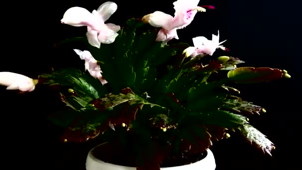 Truncata Schlumbergera Zygokaktus Nagrywanie Czarnym Tle — Wideo stockowe