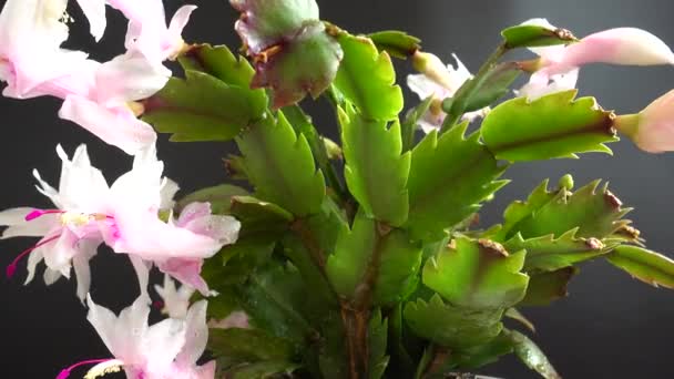 Truncata Schlumbergera Zygokaktus Nagrywanie Czarnym Tle — Wideo stockowe