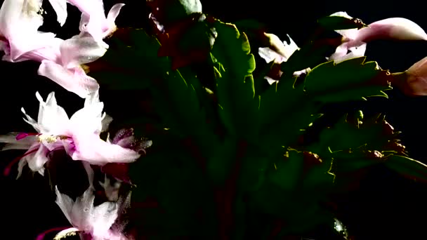 Slumbergera Truncata 지고선 배경으로 촬영하는 — 비디오