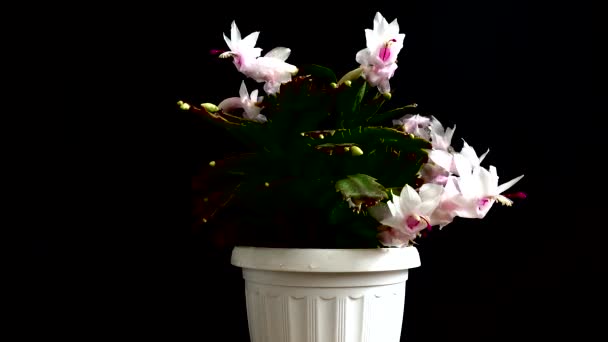 Schlumbergera Truncata Zygocactus 在黑色背景上拍摄 — 图库视频影像