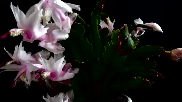 Schlumbergera Truncata Zygocactus Filming Black Background — Stock Video