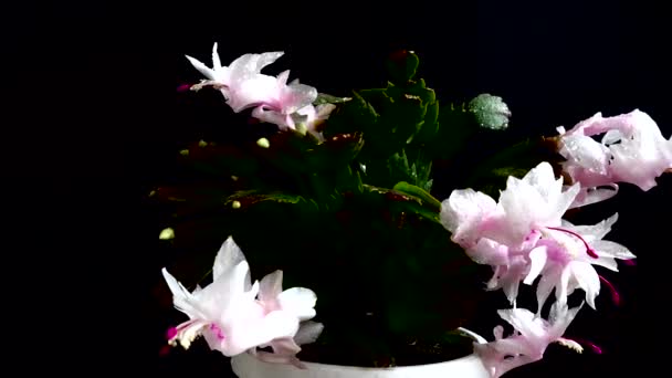 Truncata Schlumbergera Zygokaktus Nagrywanie Czarnym Tle — Wideo stockowe