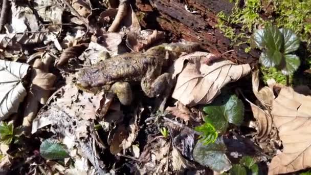 Лягушка Весеннем Лесу — стоковое видео