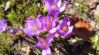 Spring crocus in the park.