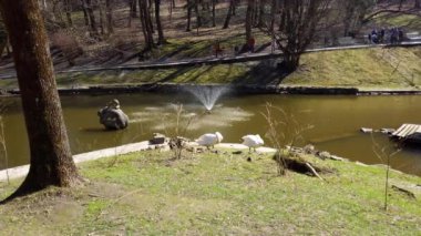 White swans in the park against the background of the pond.