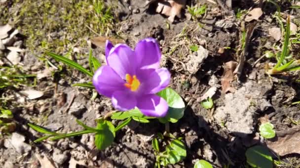 Spring Crocus Park — Video Stock