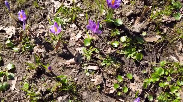 Spring Crocus Park — Stock video